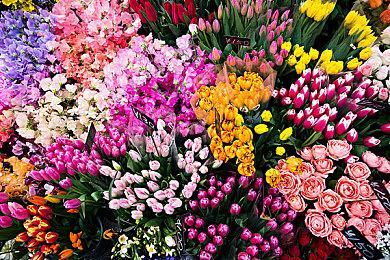 《宝可梦：朱＆紫》将于4月底更新 修复太晶团体战BUG